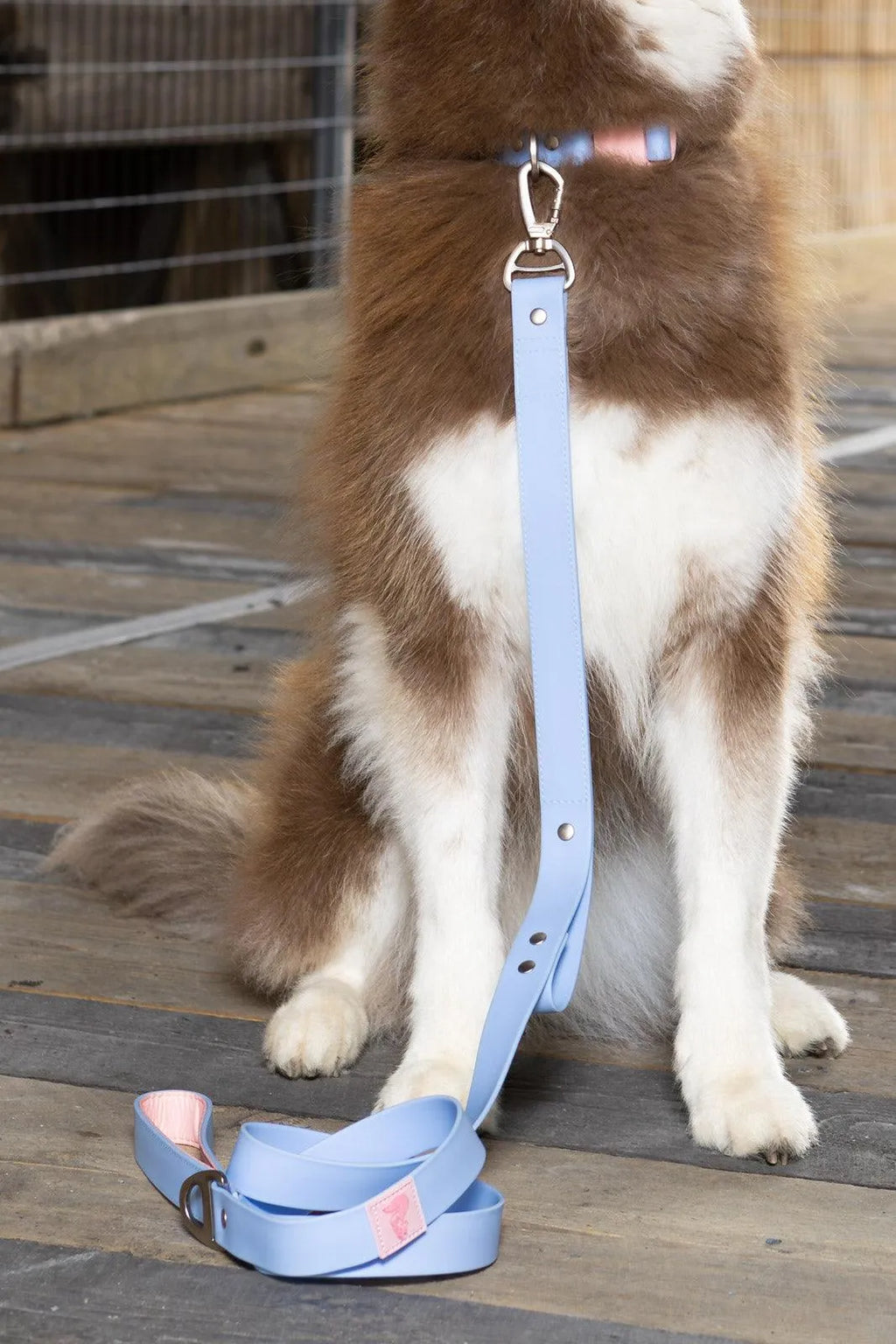 Close-up of the vibrant orchid design on Blue Sky Waterproof Dog Leash