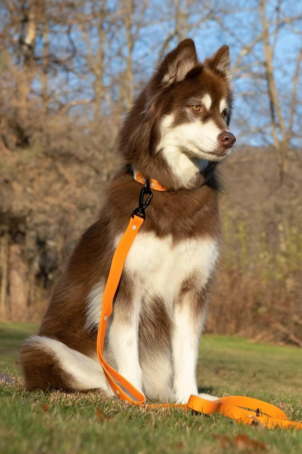 Close-up of padded handle on Crimson Glow Waterproof Dog Leash