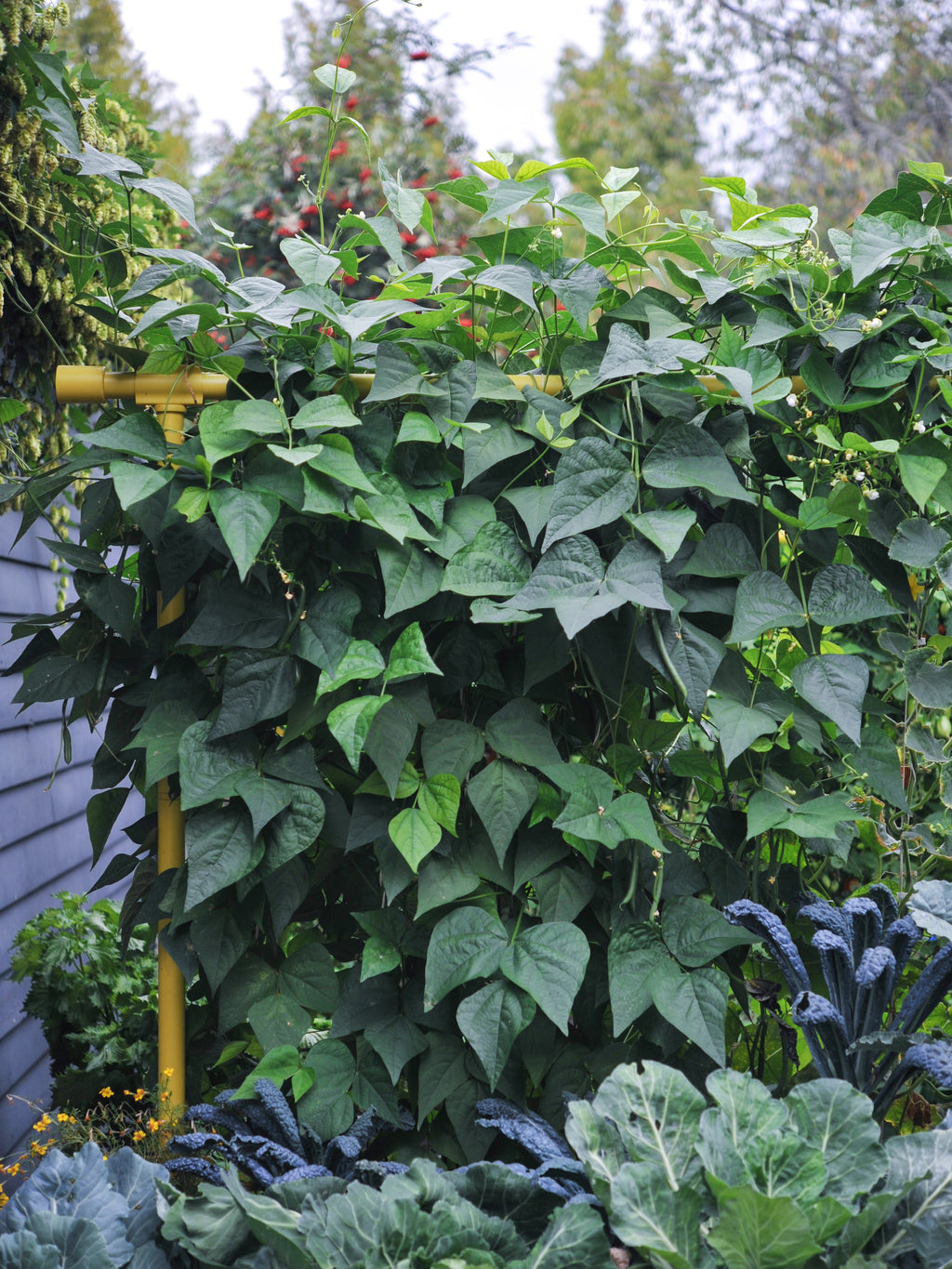 Freyr Aluminum Garden Trellis during harvest season