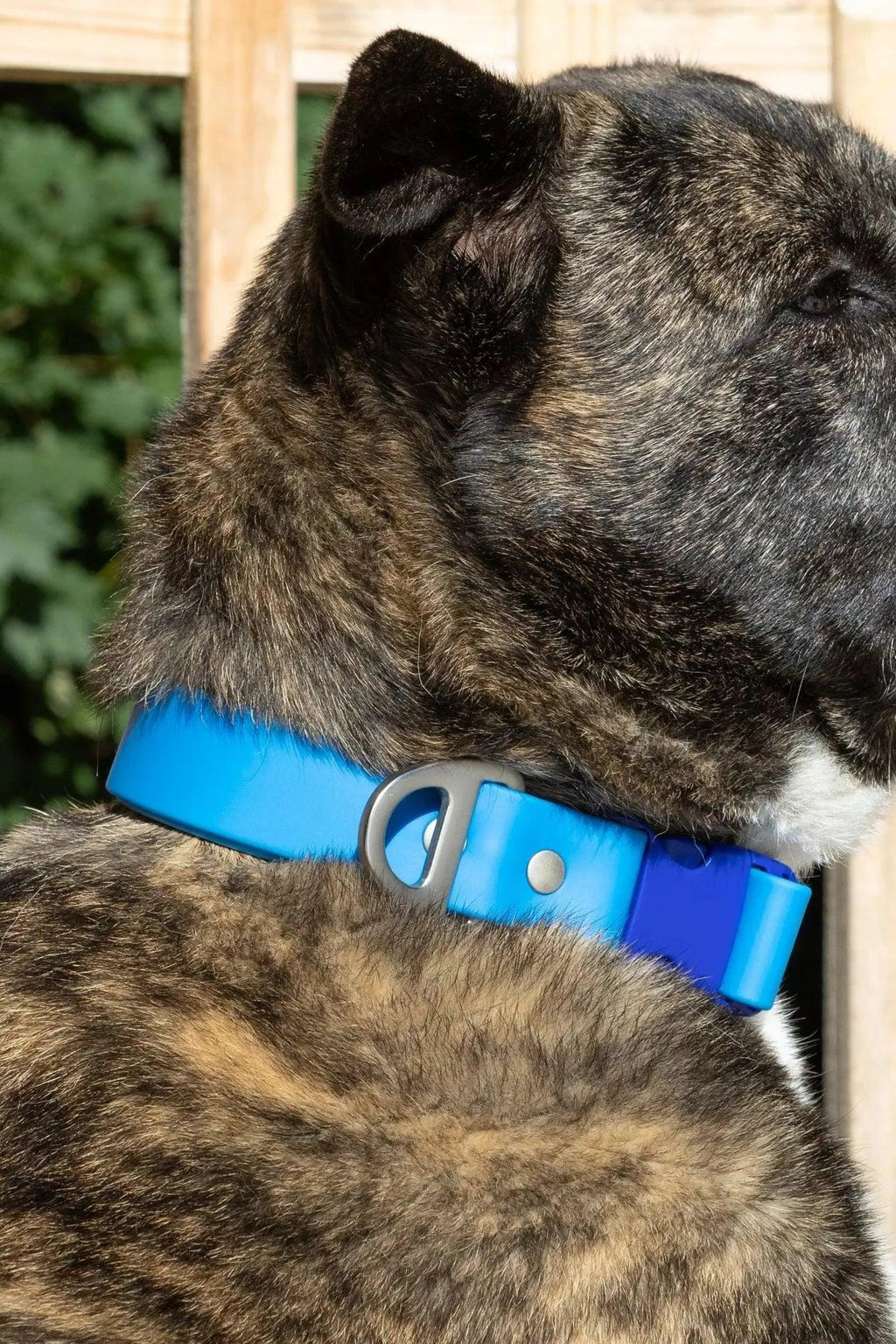 Side view showcasing the durable material of Dockside Adventures Dog Collar