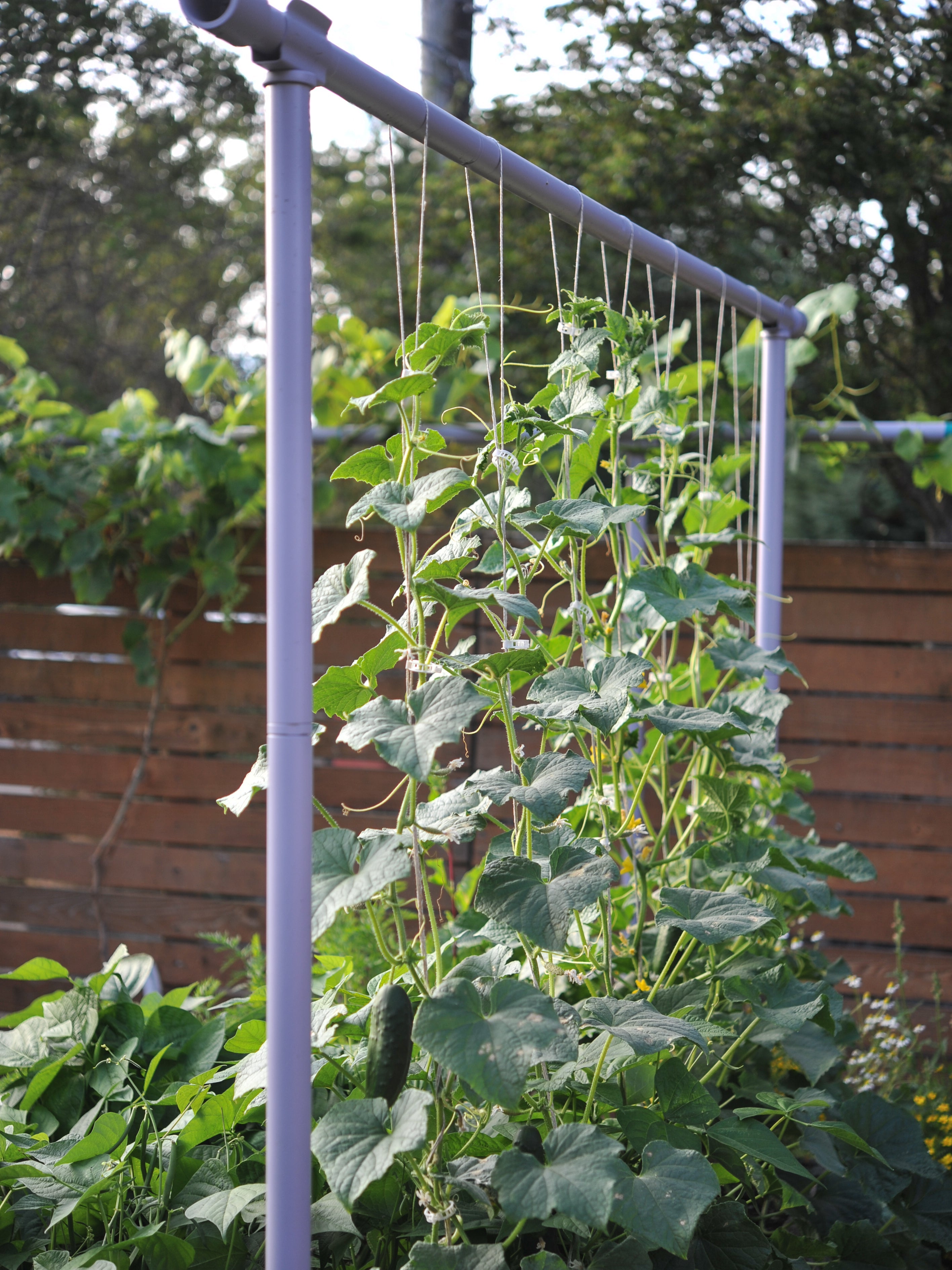 Easy setup of Freyr Trellis for home gardening