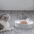 Pet enjoying mealtime with Adjustable Elevated Stainless Steel Double Bowl