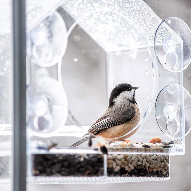Smart Bird Feeder with live camera viewed on smartphone screen