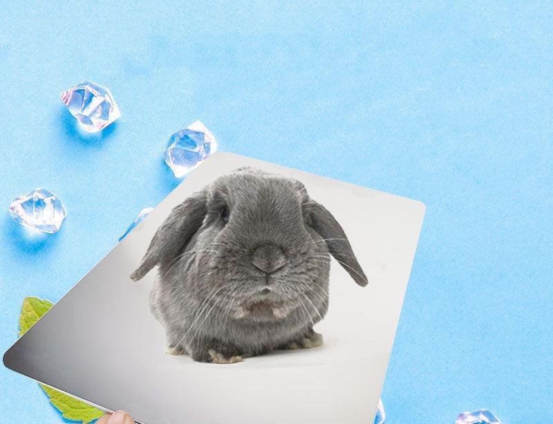 Large Ultimate Pet Cooling Plate providing cool comfort for pets